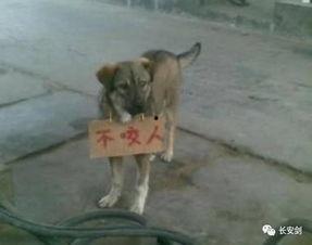 狗咬人最新爆料,最新爆料揭露惊人内幕 第1张 狗咬人最新爆料,最新爆料揭露惊人内幕 第1张