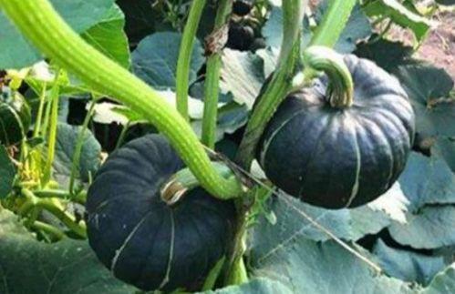 网红小鱼棠最新吃瓜,揭秘娱乐圈幕后真相 第1张 网红小鱼棠最新吃瓜,揭秘娱乐圈幕后真相 第1张